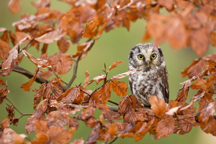 leaves, Bird, Forest, Autumn, Owl, Branch HD Wallpaper Desktop Background