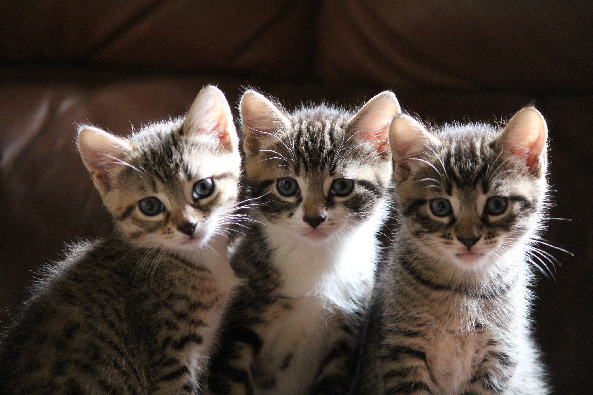 kitten Wallpaper