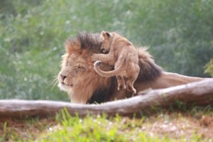 lion, Cub, Baby