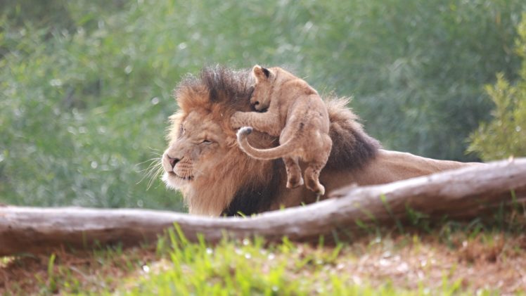 lion, Cub, Baby HD Wallpaper Desktop Background