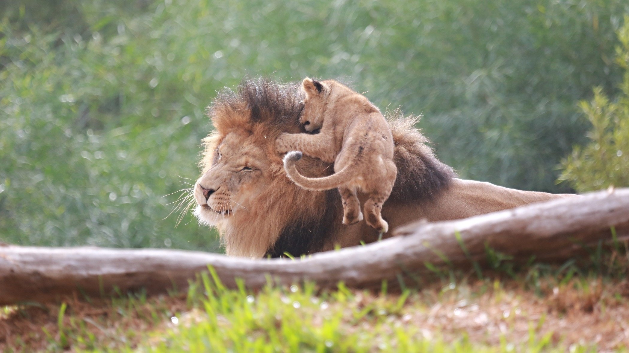 lion, Cub, Baby Wallpaper