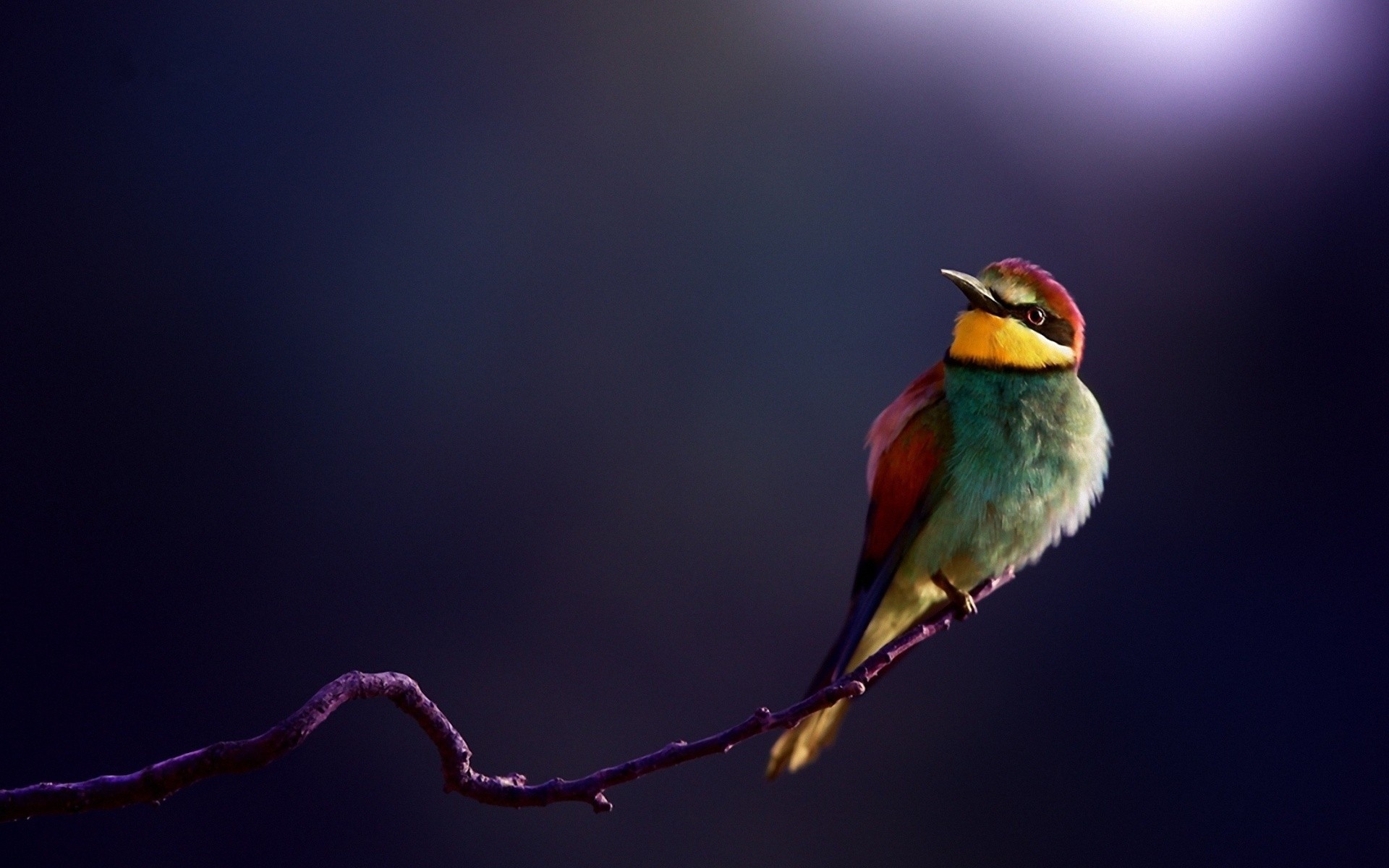 birds Wallpaper