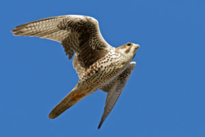 falcon, Bird, Flight, Wings, Flap, Sky, Blue, White