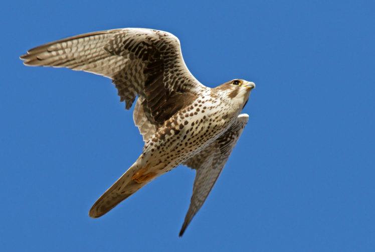 falcon, Bird, Flight, Wings, Flap, Sky, Blue, White HD Wallpaper Desktop Background