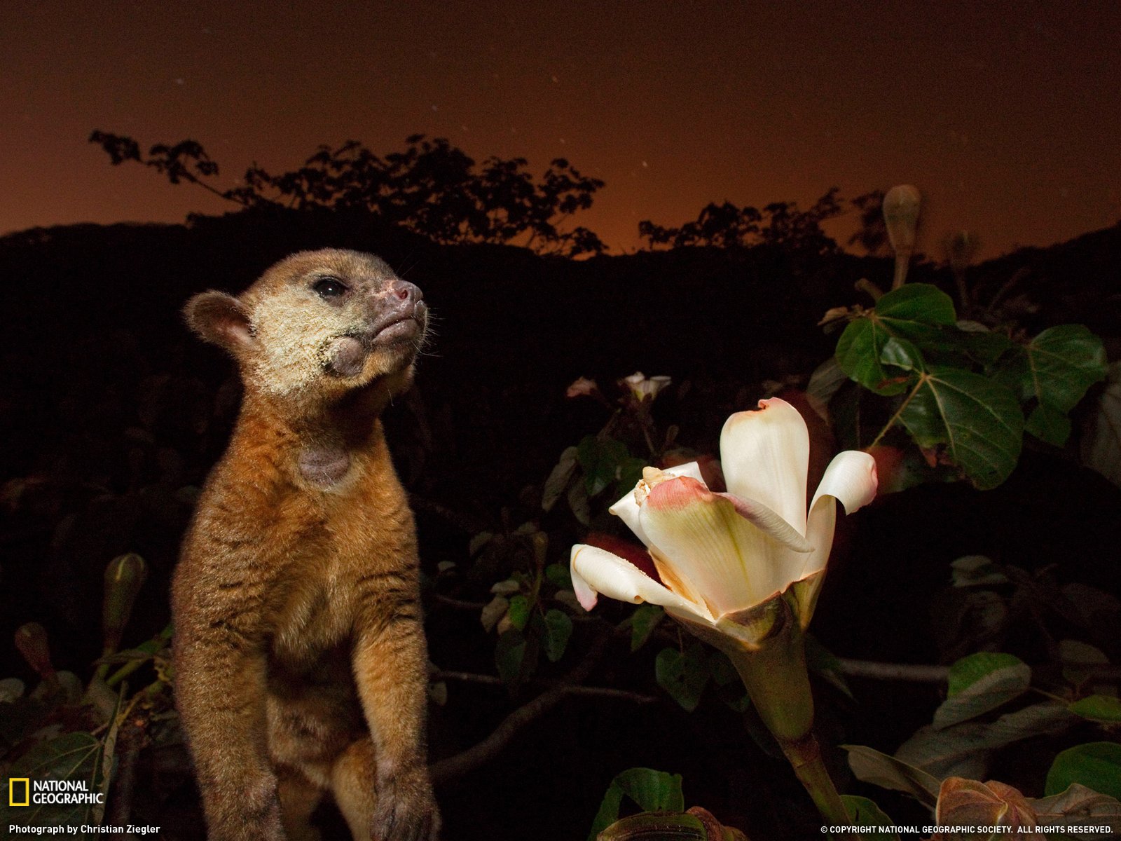 kinkajou, Panama Wallpaper