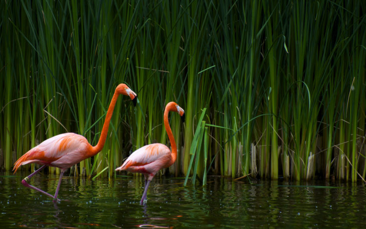 flamingos HD Wallpaper Desktop Background
