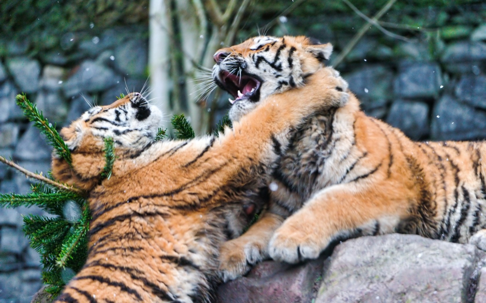 tigers Wallpaper