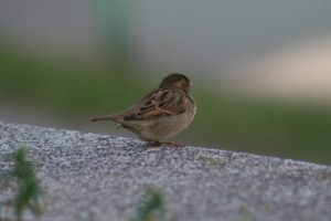 little, Sparrow