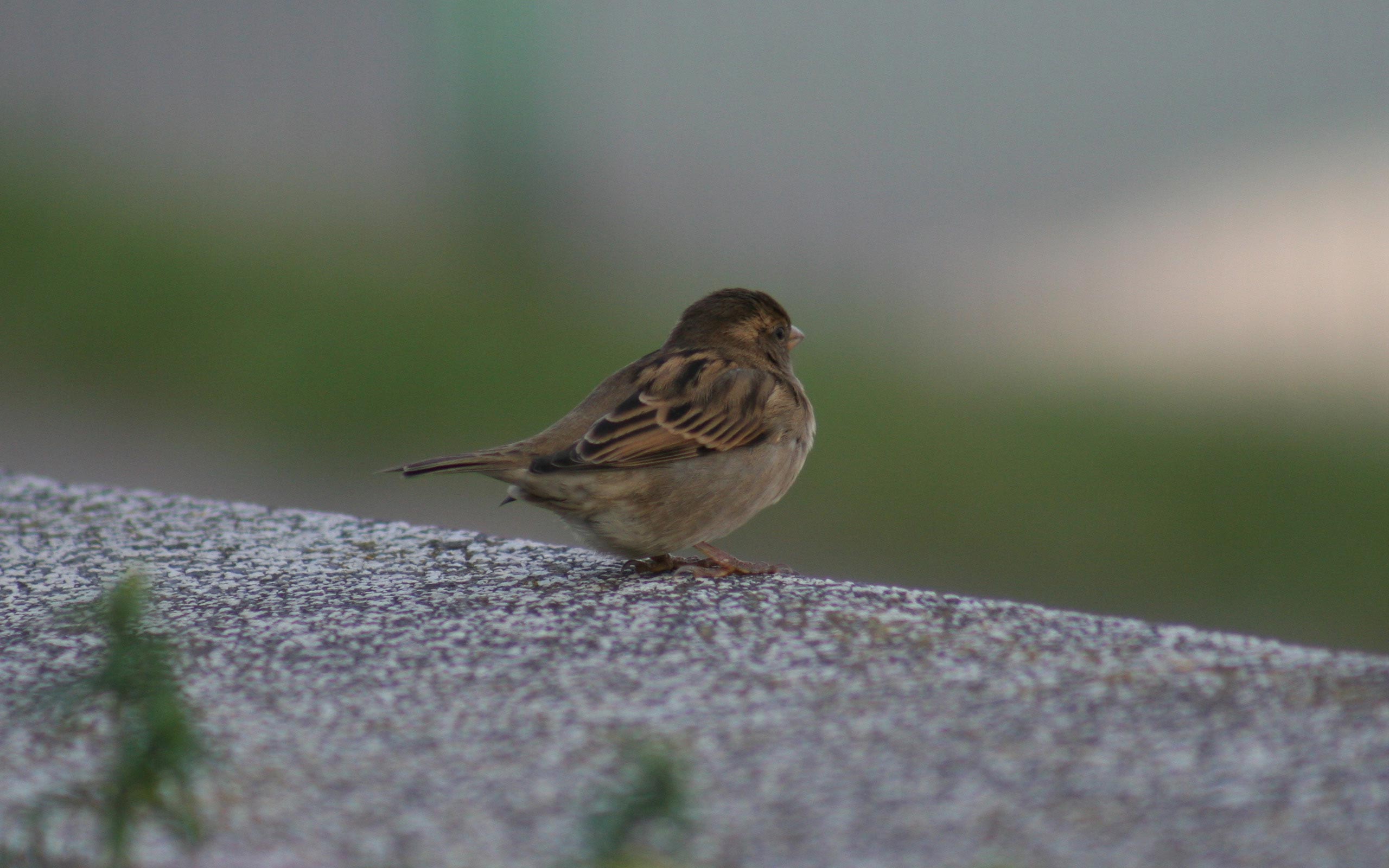 little, Sparrow Wallpaper