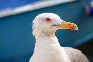 seagull, In, Venice