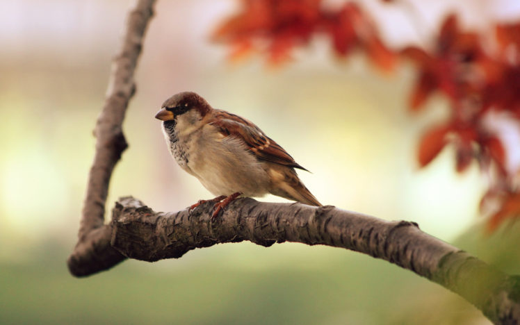 sparrow, Resting HD Wallpaper Desktop Background