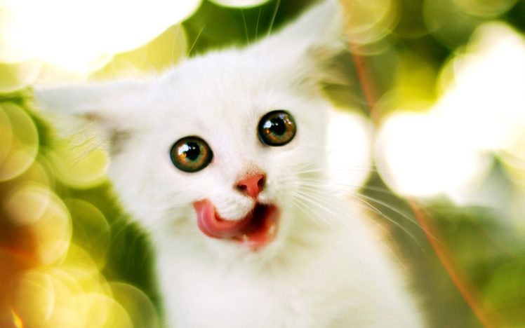 funny, White, Kitty HD Wallpaper Desktop Background
