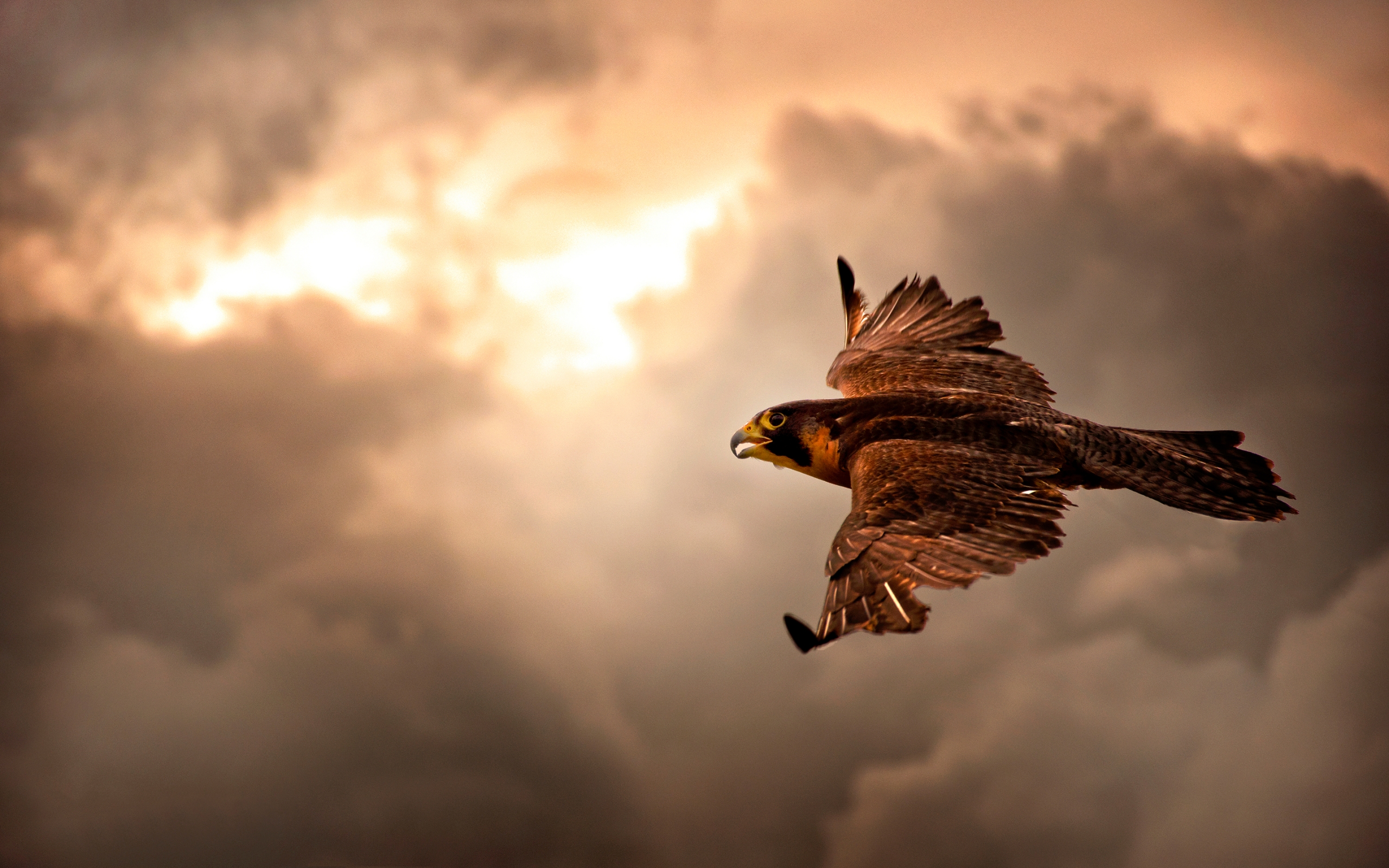 falcon, In, Flight Wallpaper
