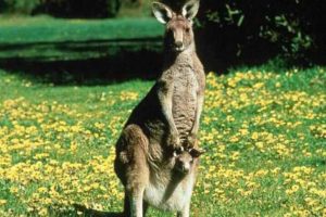 kangaroo, Marsupial