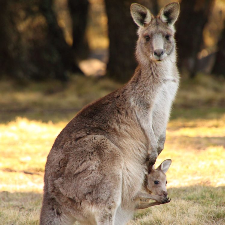 kangaroo, Marsupial HD Wallpaper Desktop Background