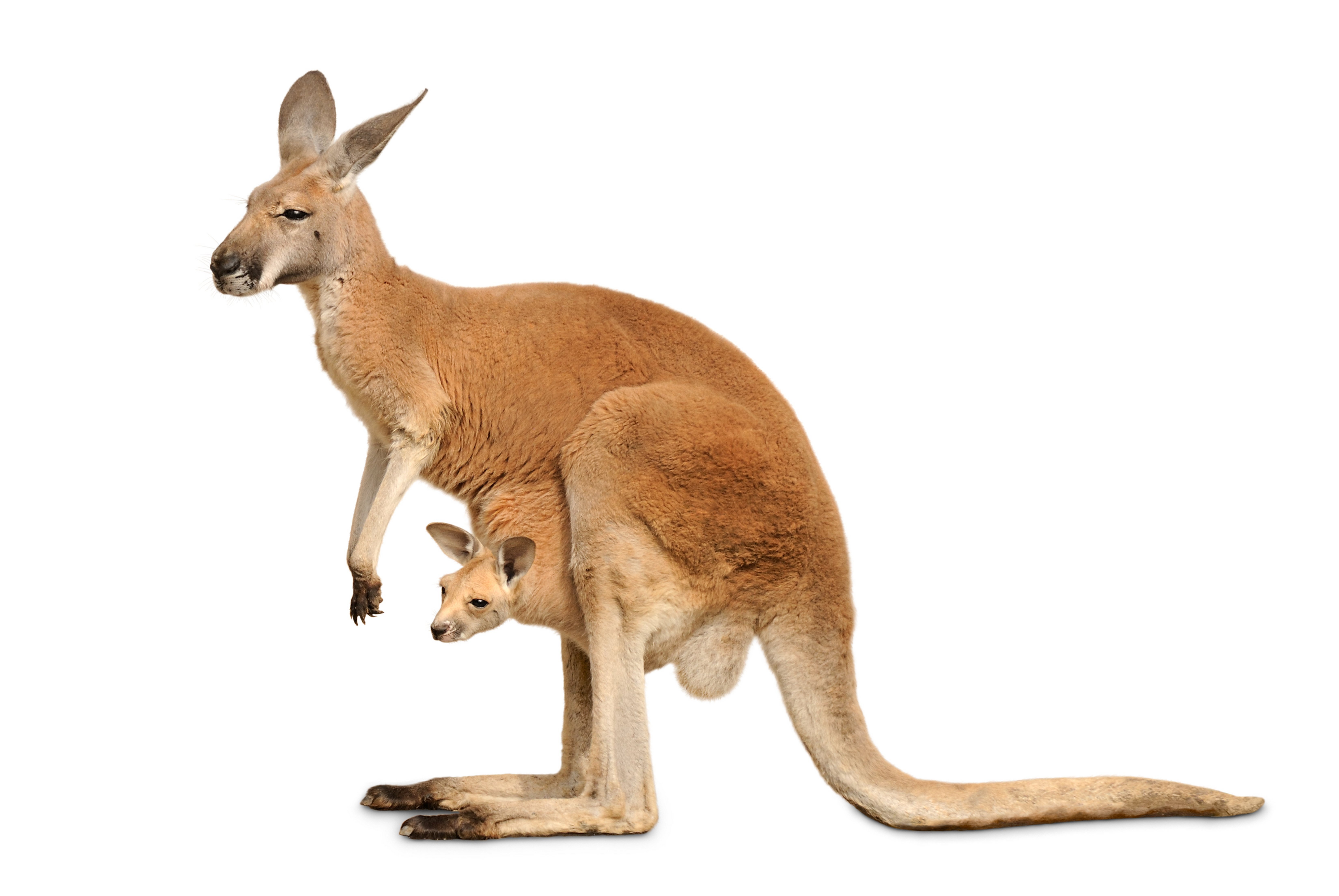 kangaroo, Marsupial Wallpaper