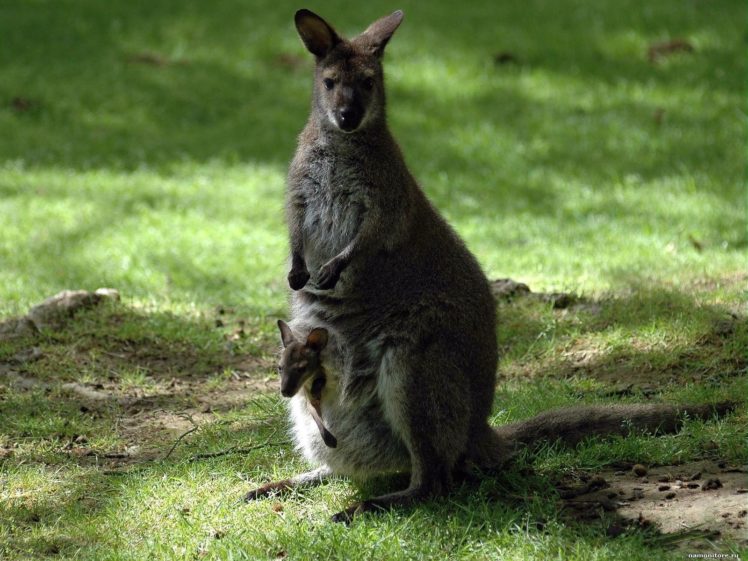 kangaroo, Marsupial HD Wallpaper Desktop Background