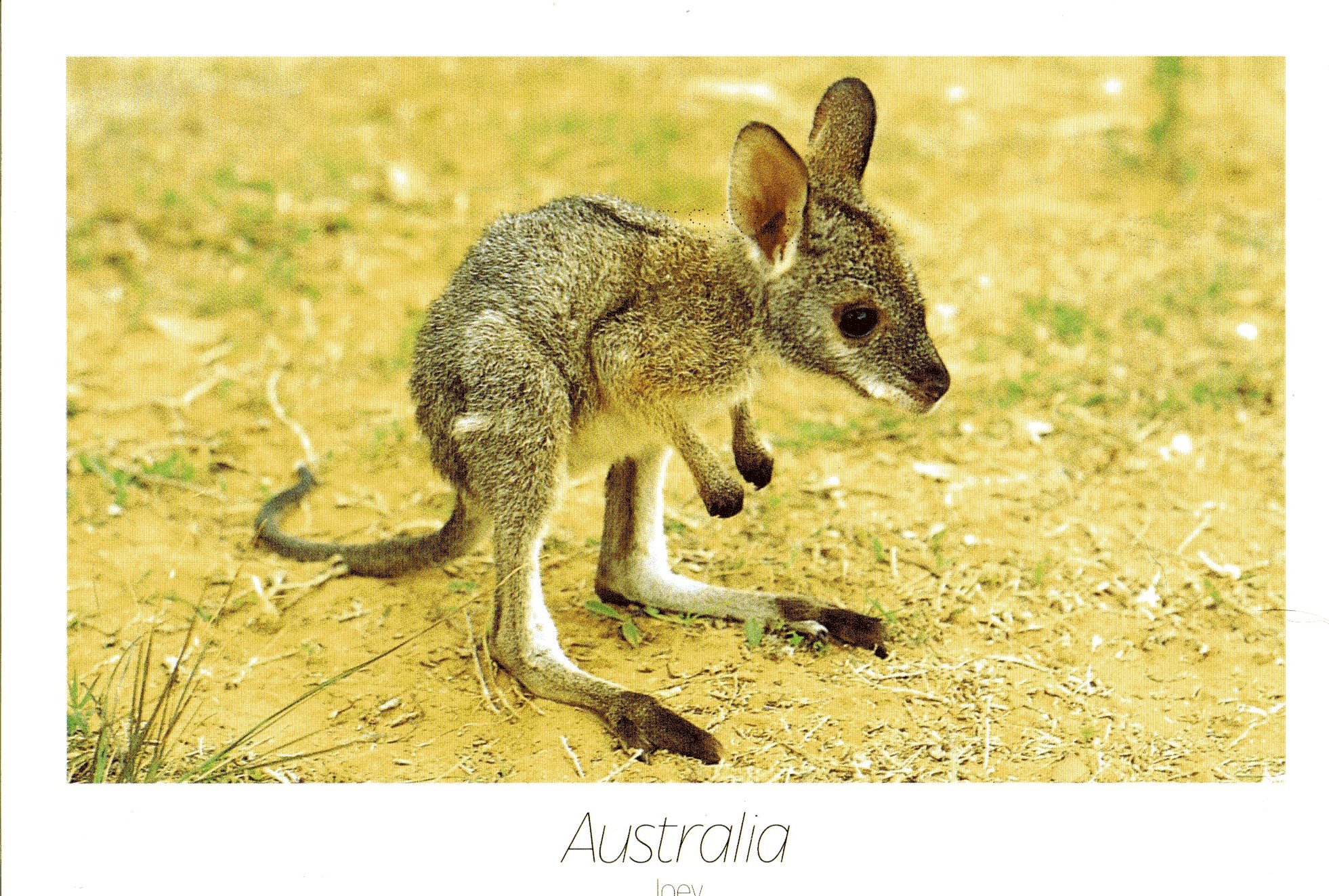 kangaroo, Marsupial Wallpaper