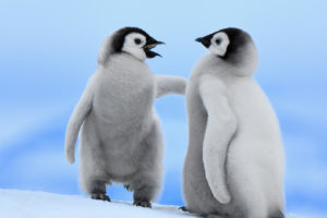 two, Penguins