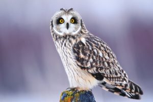 bird, Owl, Eyes, Face, Winter