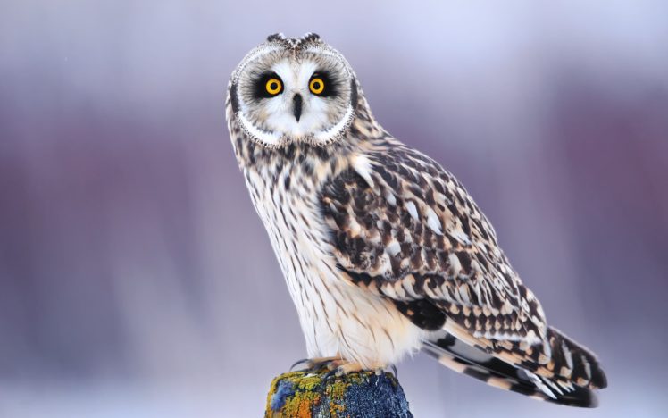 bird, Owl, Eyes, Face, Winter HD Wallpaper Desktop Background