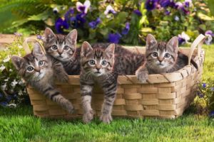 grass, Basket, Kittens, Cute