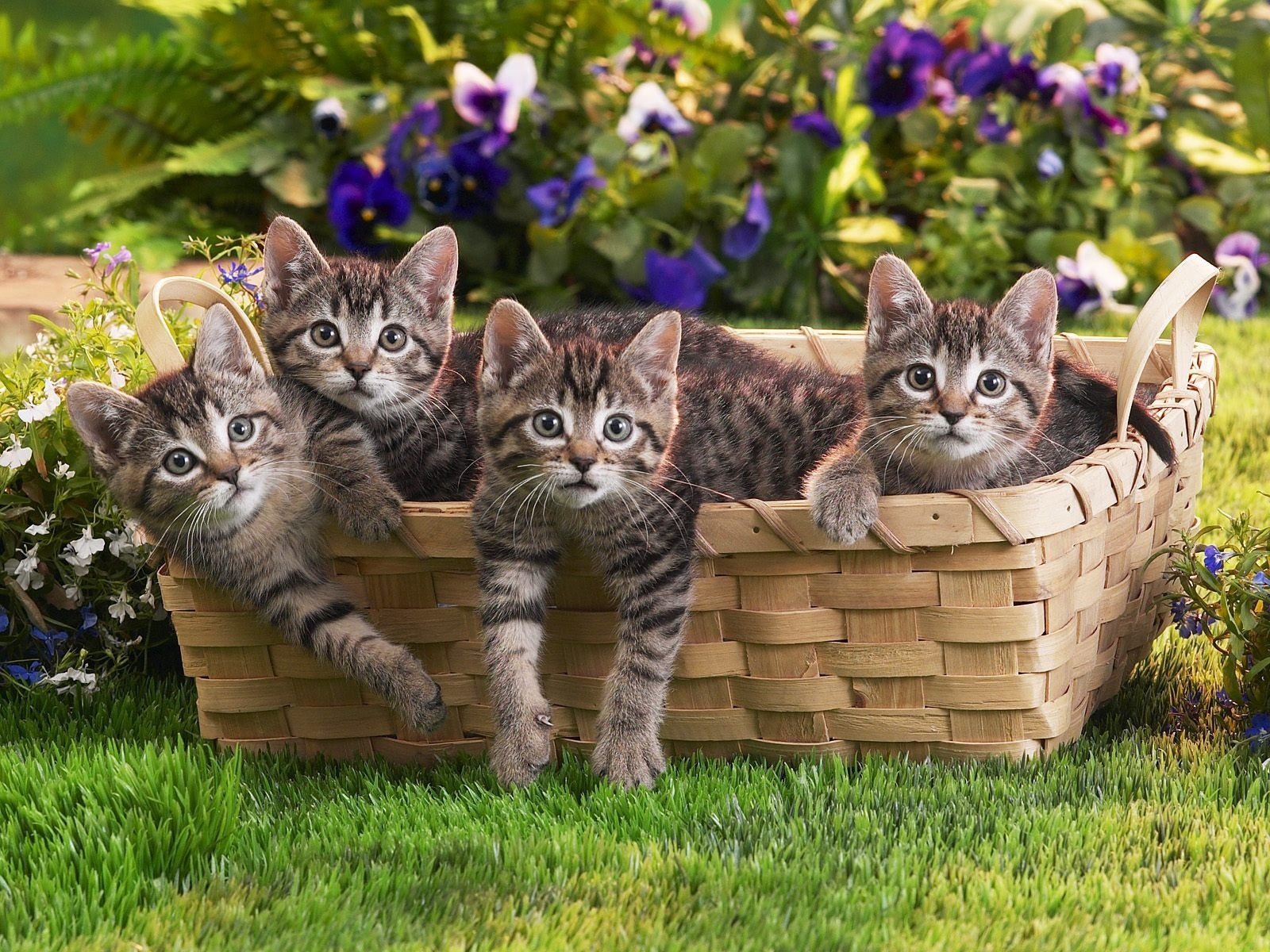grass, Basket, Kittens, Cute Wallpaper