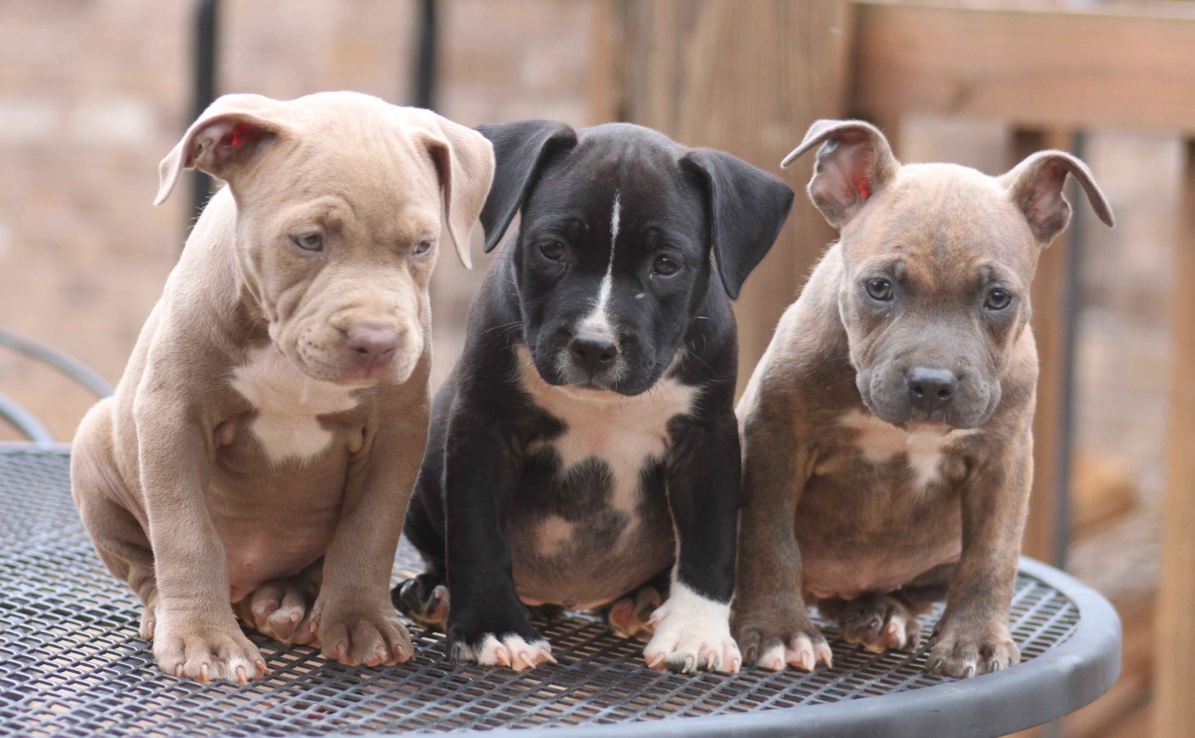 american, Pit, Bull, Terrier, Dog Wallpapers HD / Desktop and Mobile
