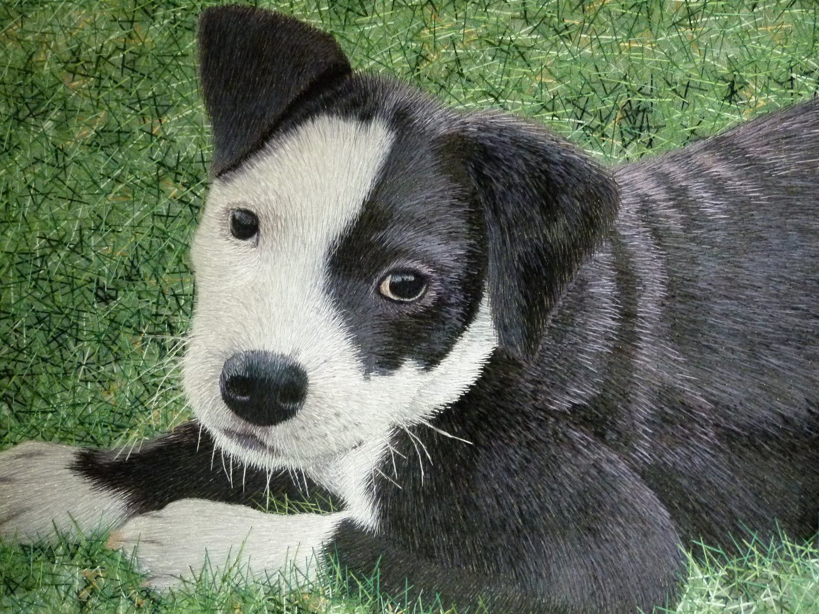 american, Pit, Bull, Terrier, Dog Wallpaper