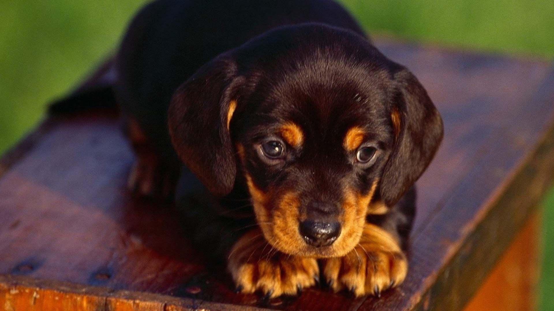 rottweiler, Dog, Dogs Wallpaper