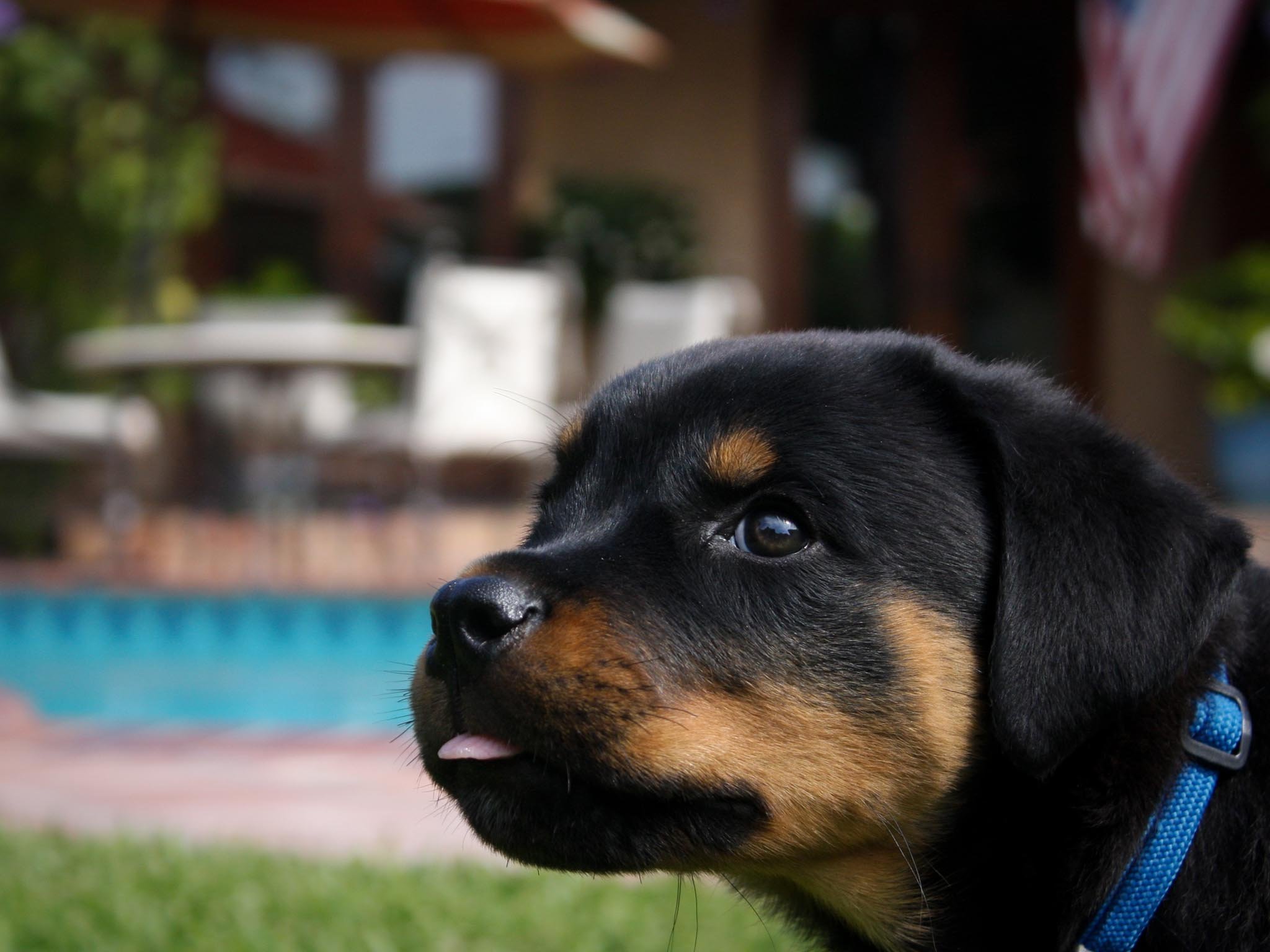 rottweiler, Dog, Dogs Wallpaper