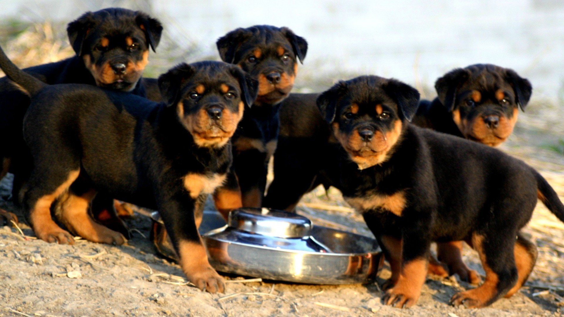 rottweiler, Dog, Dogs Wallpaper