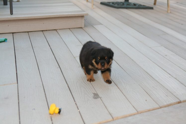 rottweiler, Dog, Dogs HD Wallpaper Desktop Background