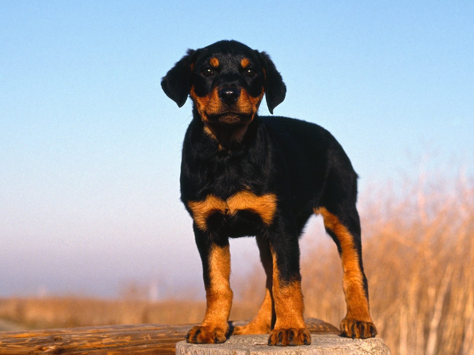 rottweiler, Dog, Dogs Wallpaper