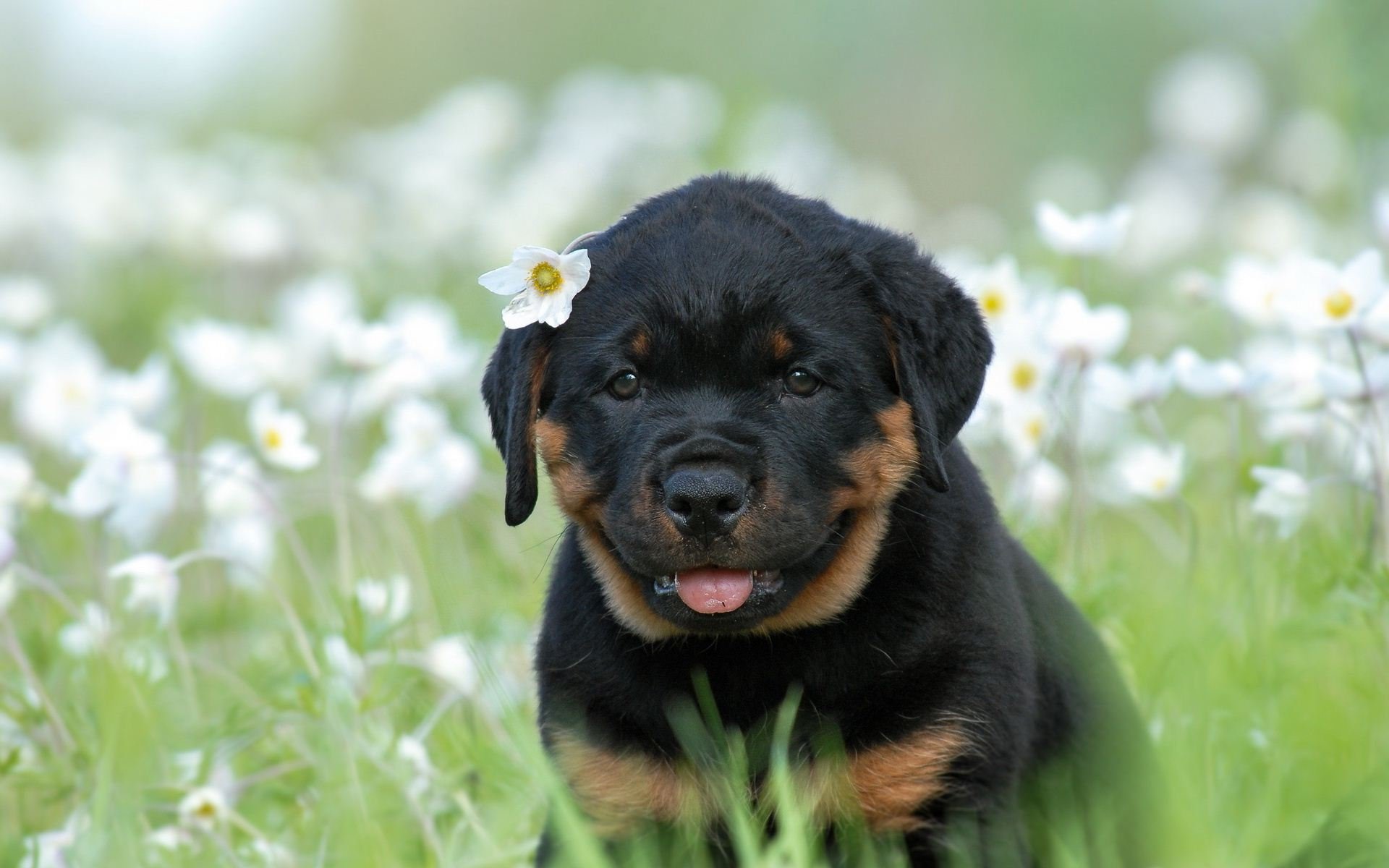 rottweiler, Dog, Dogs Wallpaper