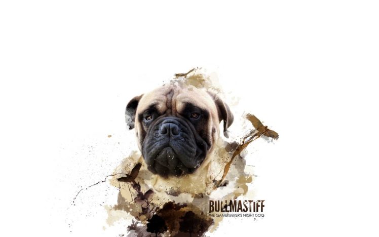 bullmastiff, Dog, Dogs HD Wallpaper Desktop Background