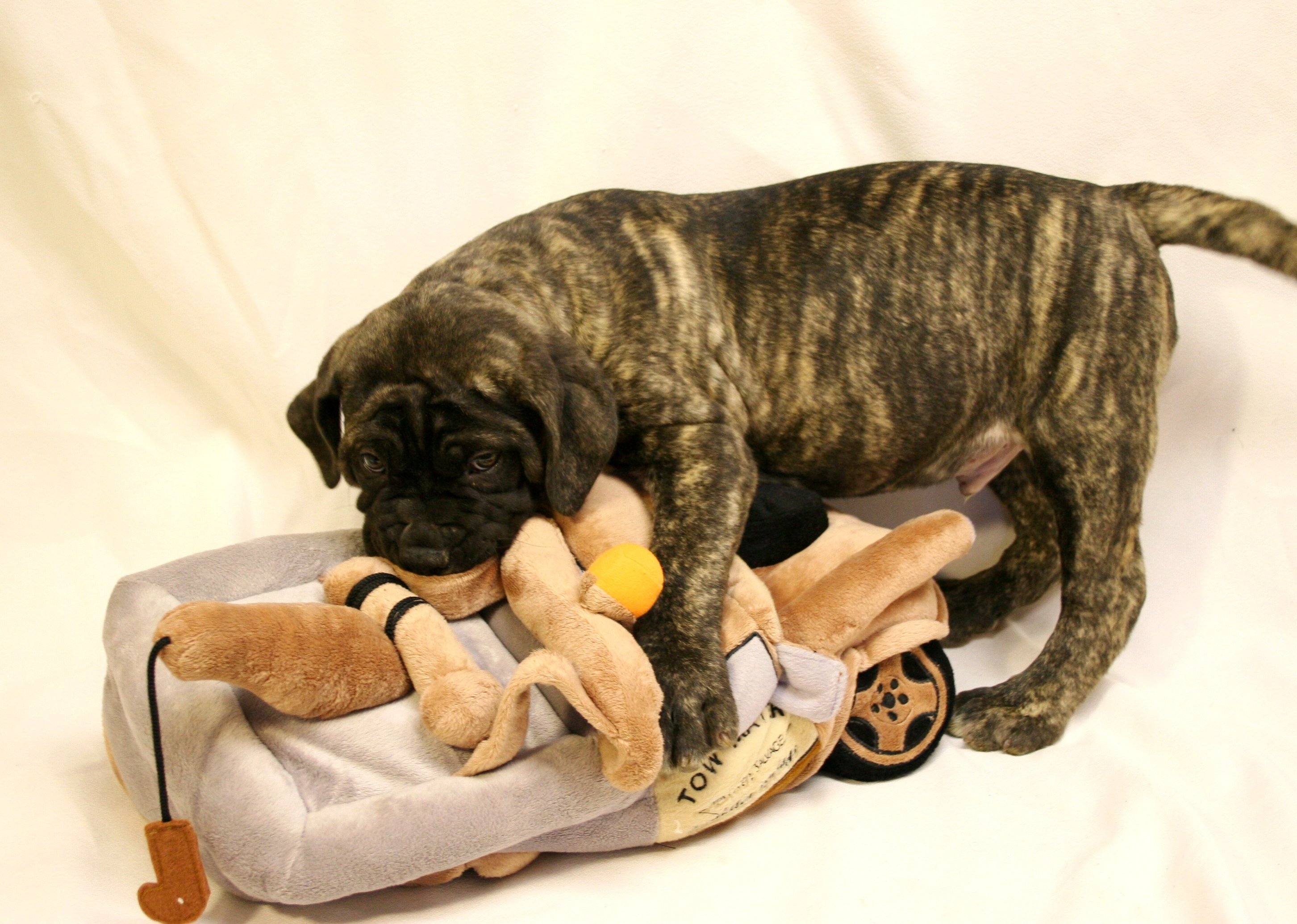 bullmastiff, Dog, Dogs Wallpaper