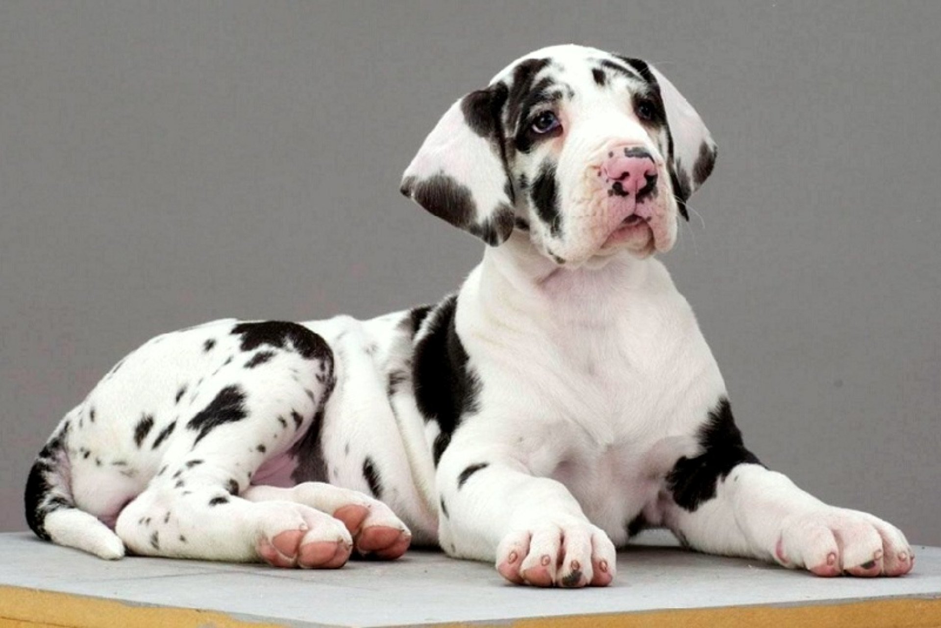 great, Dane, Dog, Dogs Wallpaper