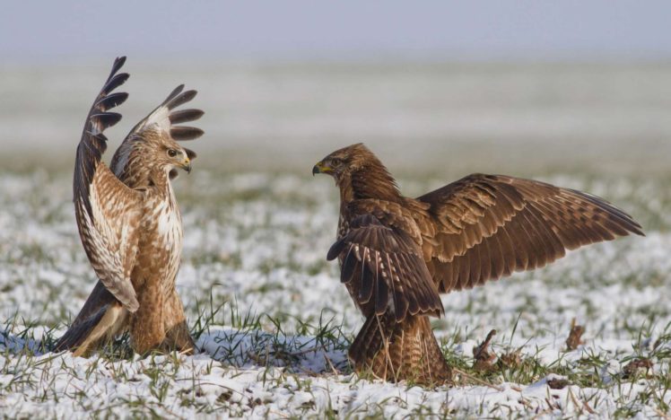 birds, Falcon, Wings, Battle, Snow, Winter HD Wallpaper Desktop Background