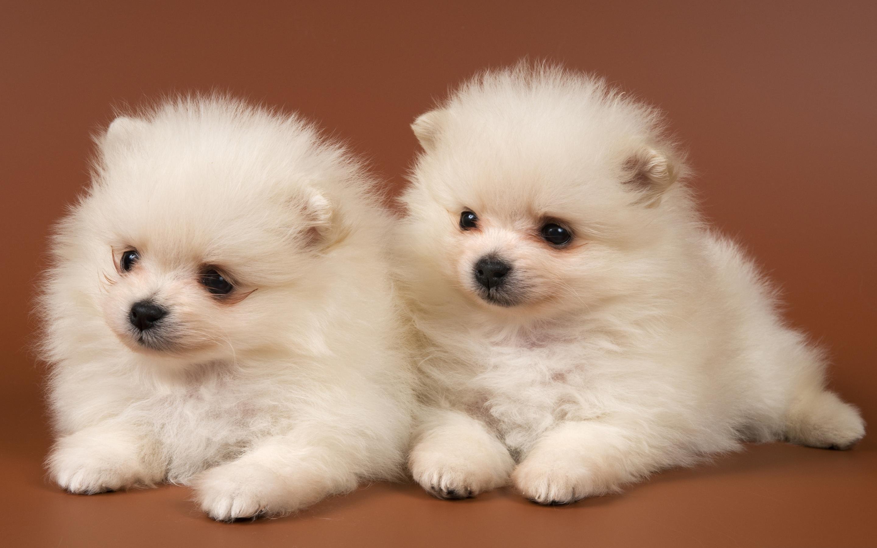 pomeranian Dog  Dogs  Wallpapers  HD Desktop and Mobile  