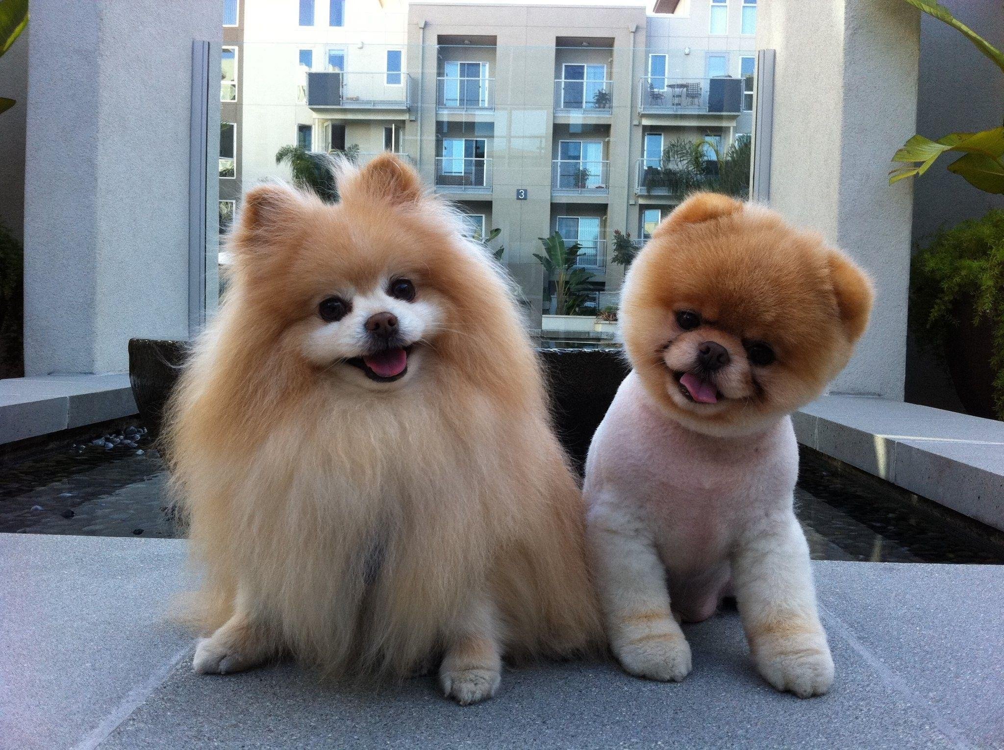 pomeranian, Dog, Dogs Wallpaper
