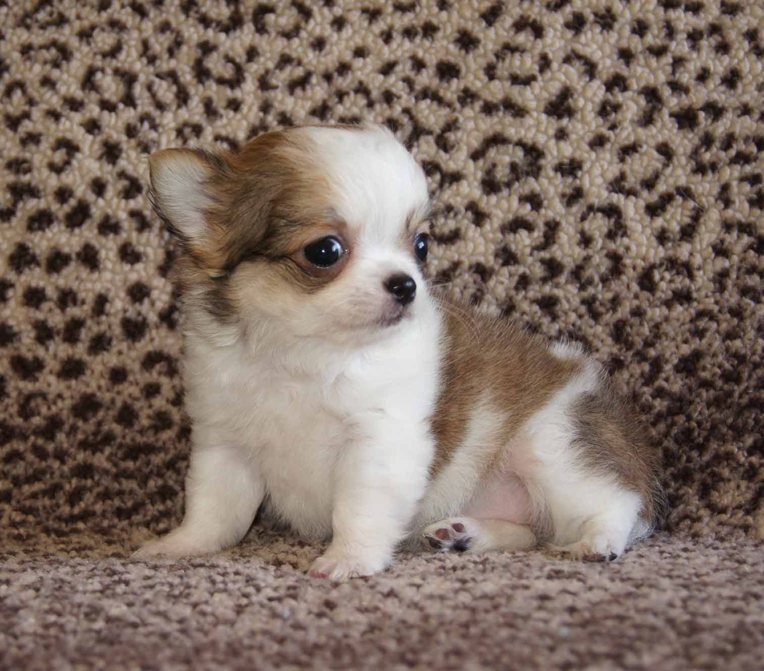 chihuahua, Dog, Dogs Wallpaper