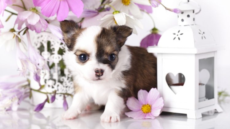 chihuahua, Dog, Dogs HD Wallpaper Desktop Background