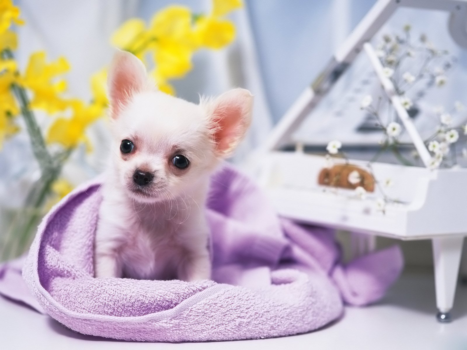 chihuahua, Dog, Dogs Wallpaper
