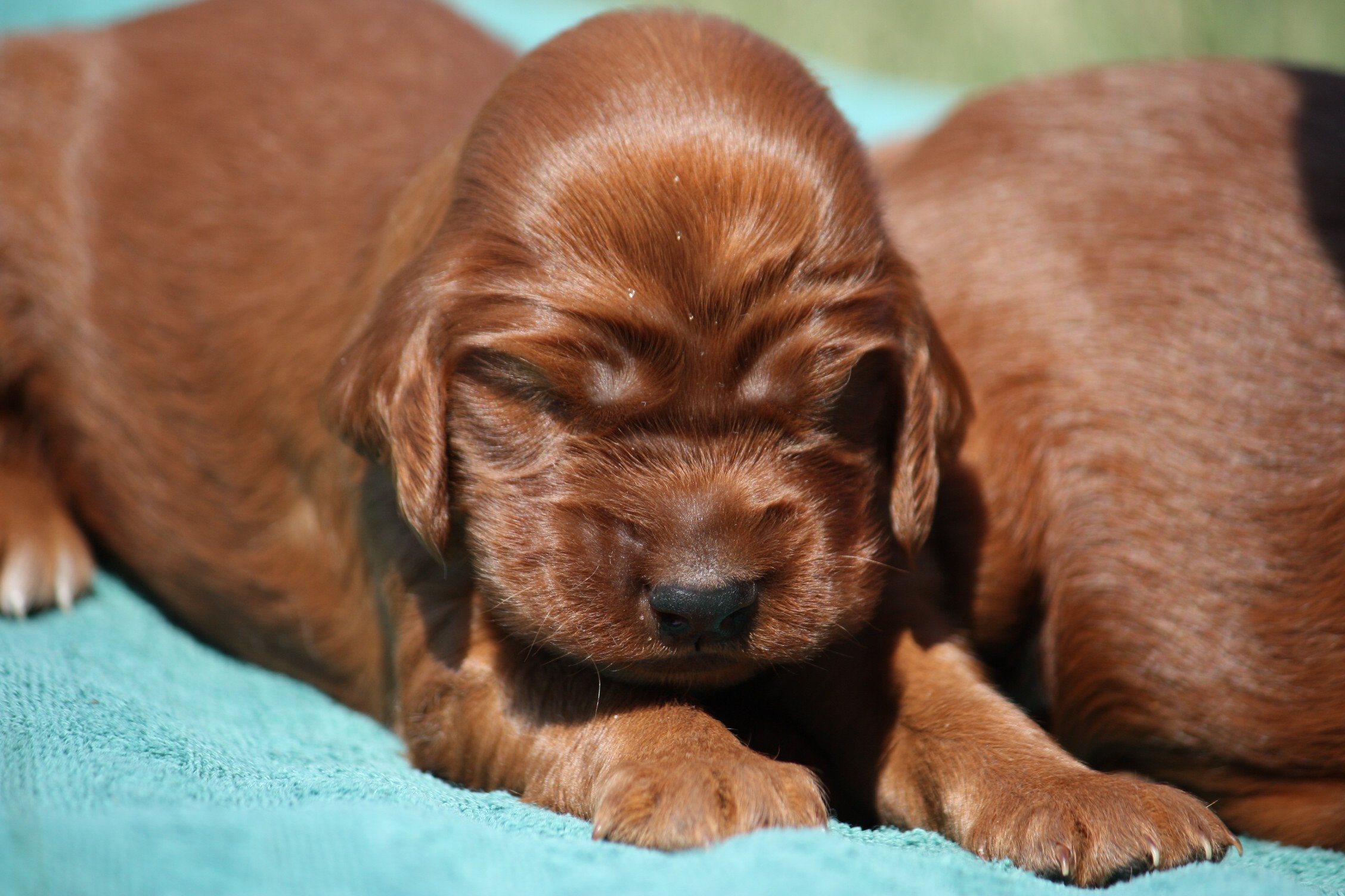 irish, Setter, Dog, Dogs Wallpaper