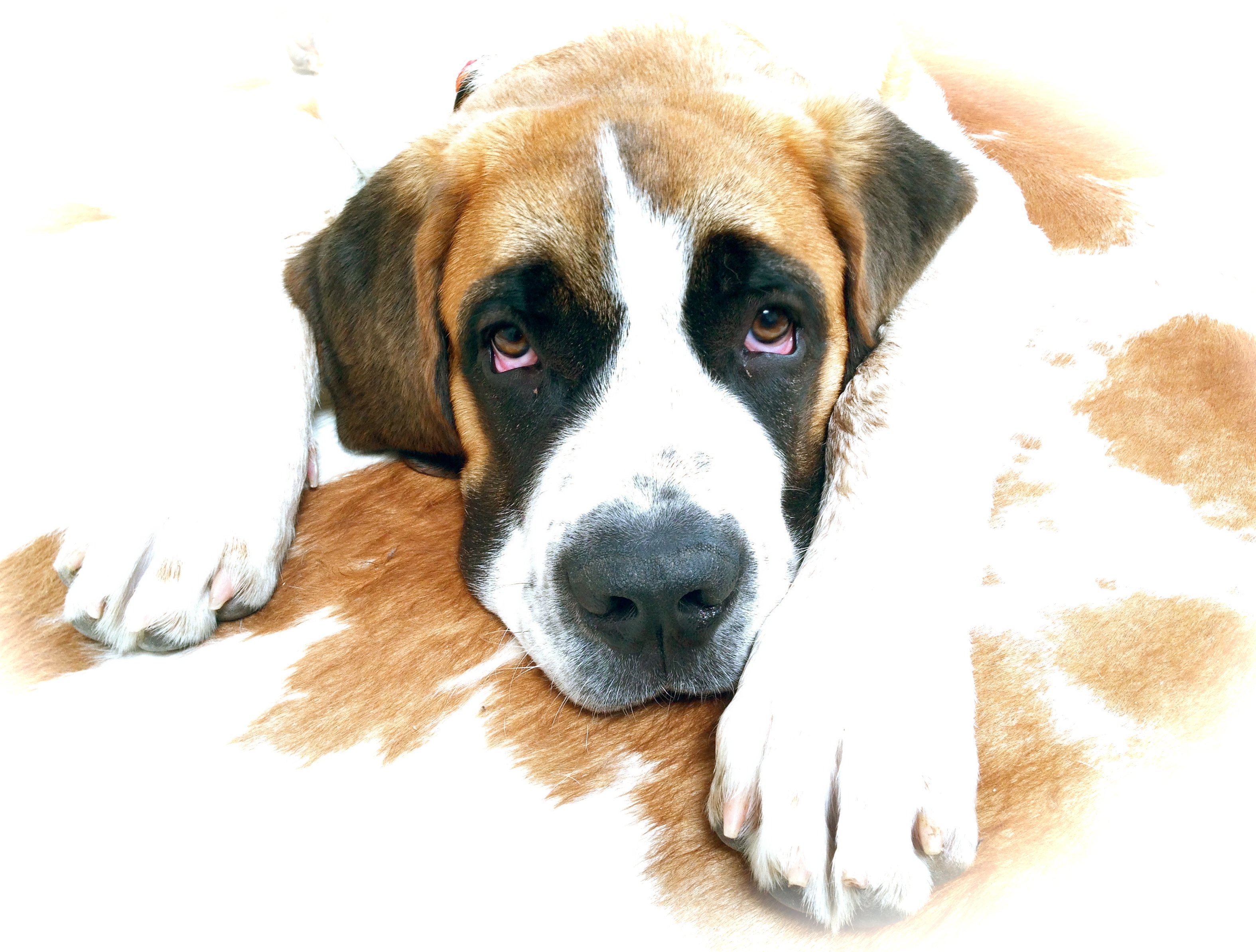 st, Bernard, Dog, Dogs, Puppy, Puppies Wallpaper