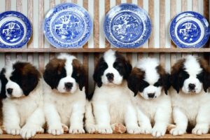 st, Bernard, Dog, Dogs, Puppy, Puppies