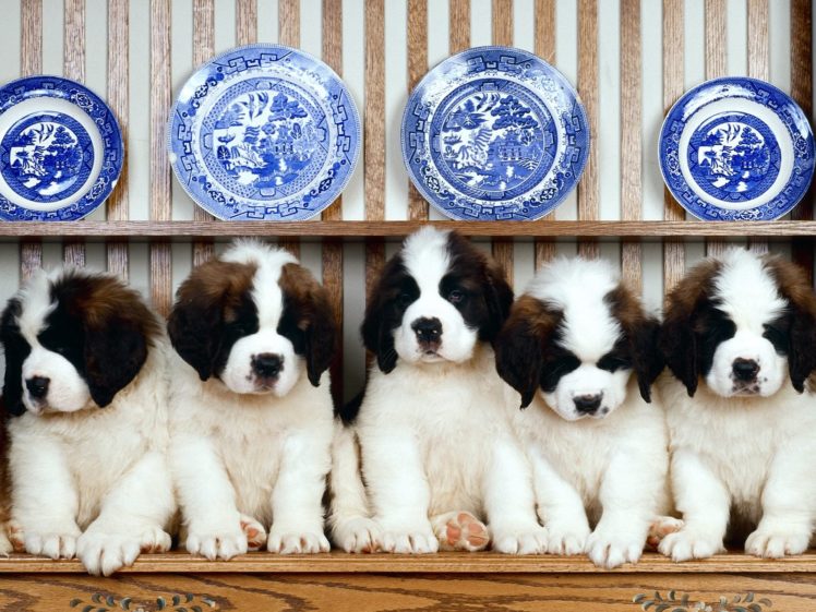 st, Bernard, Dog, Dogs, Puppy, Puppies HD Wallpaper Desktop Background