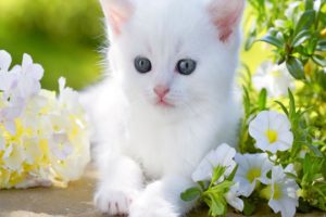 baby, Kitty, Blue, Eyes, White, Cute, Flower, Animal, Cat