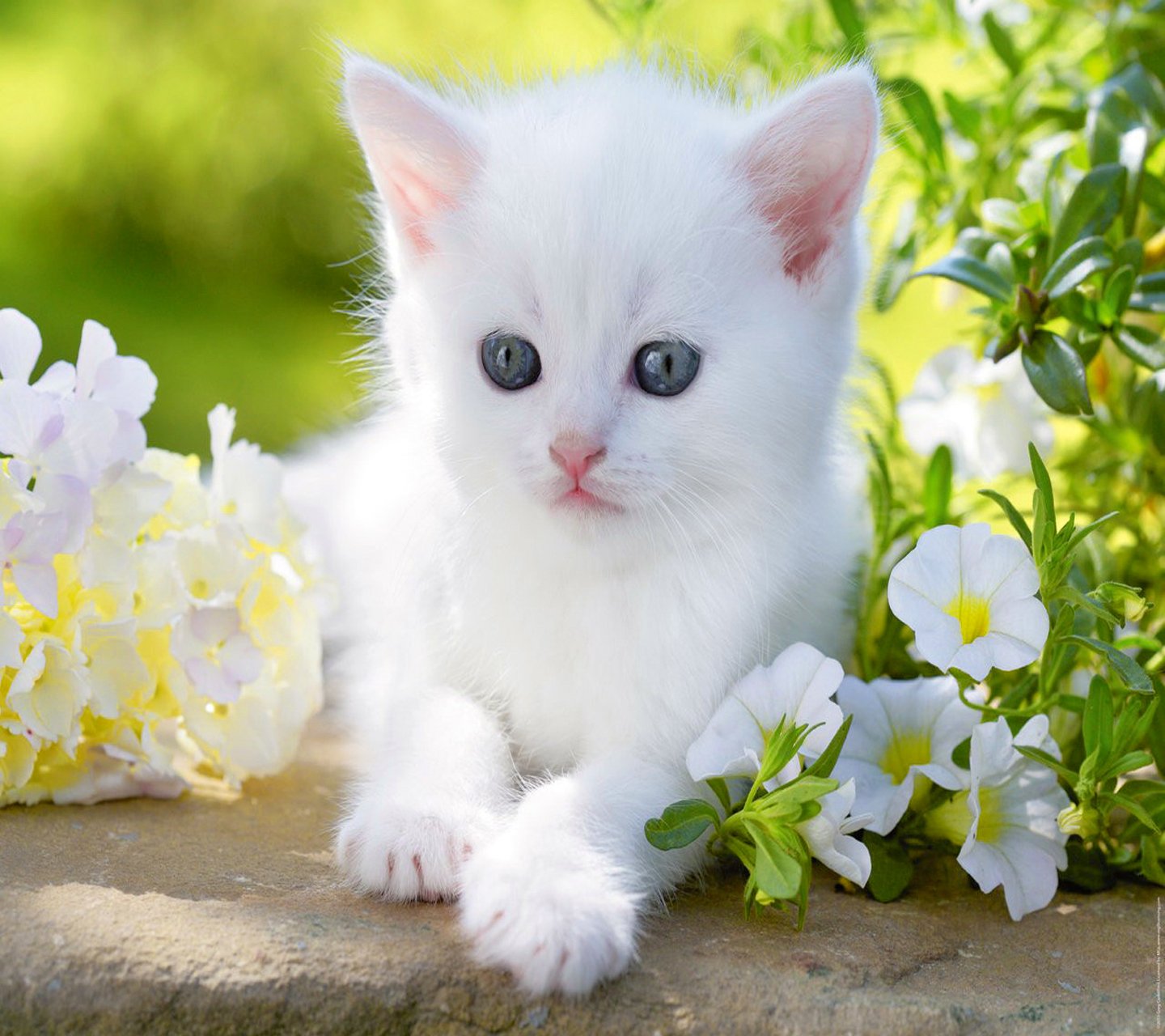 baby, Kitty, Blue, Eyes, White, Cute, Flower, Animal, Cat Wallpaper